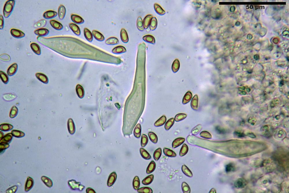 Inocybe flocculosa var crocifolia 7068 49.jpg