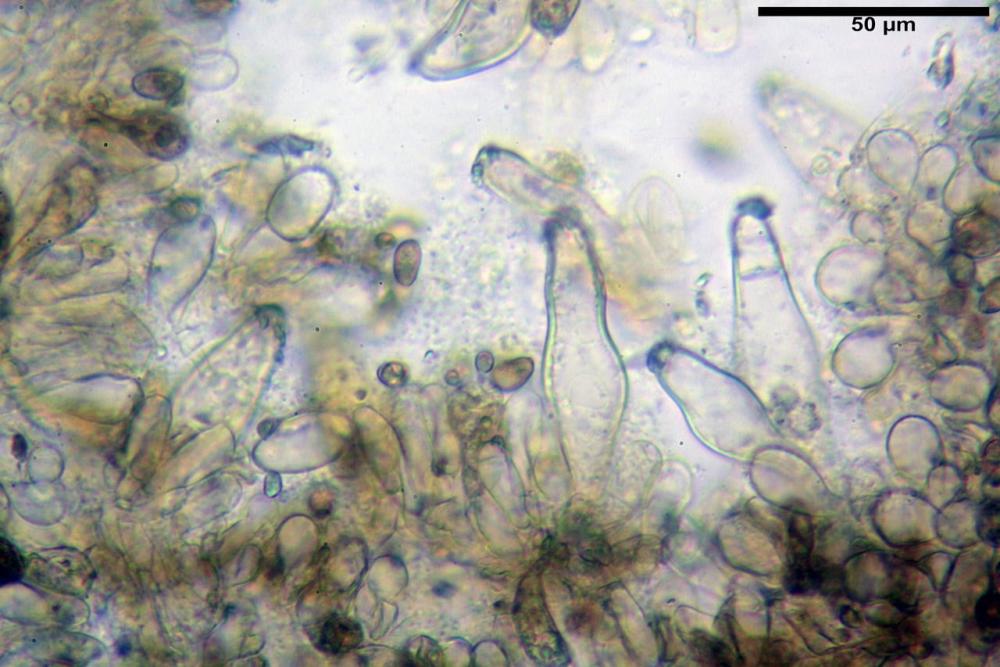 Inocybe phaeoleuca 7440 11.jpg