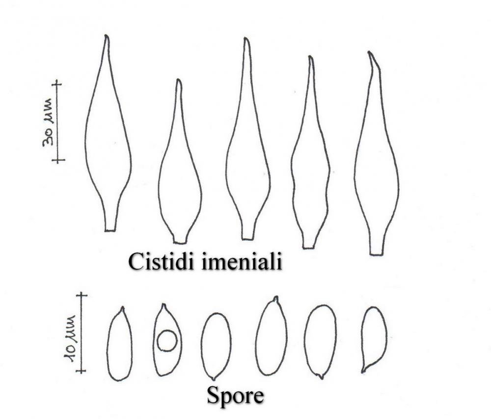 Macrocystidia cucumis 5850 09.jpg