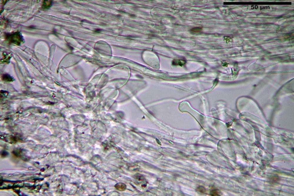 Inocybe phaeodisca var geophylloides 5226 38.jpg