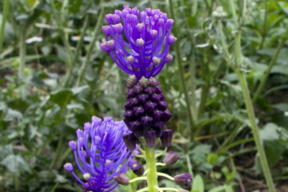 Muscari comddddddosum 02.jpg