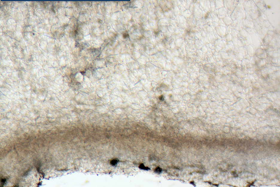 peziza subviolacea 4827 05.jpg