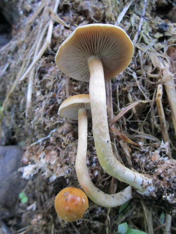 agrocybe 02.jpg