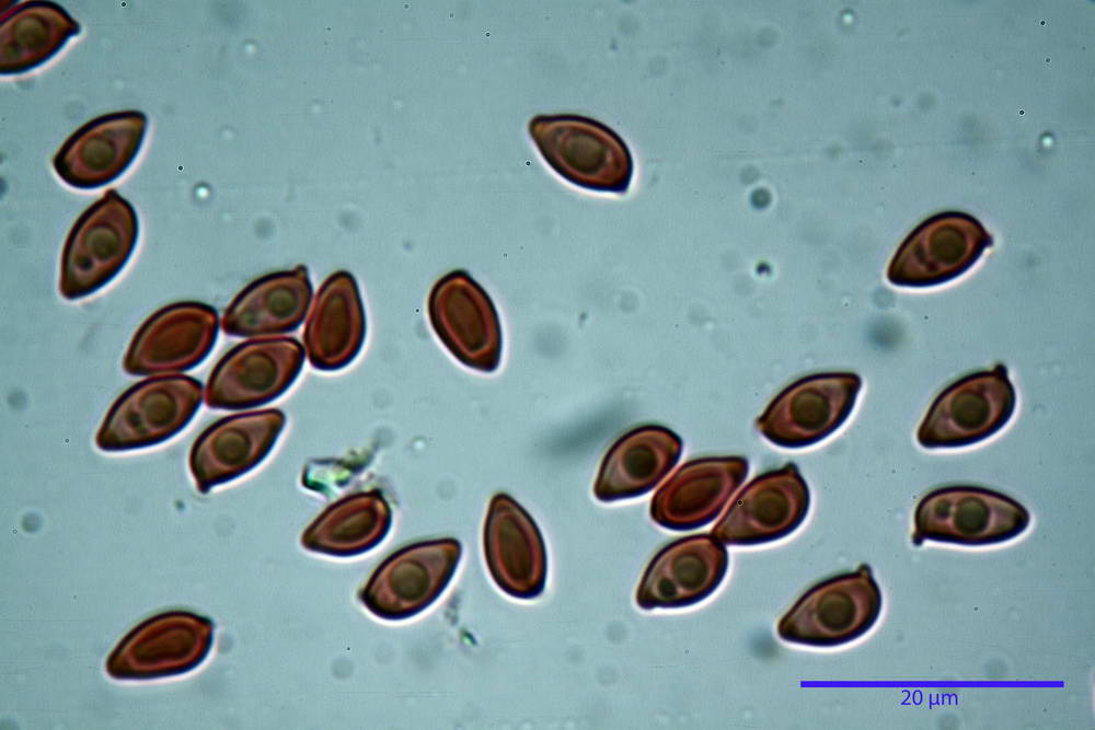 leucoagaricus purpureorimosus 4735 50.jpg