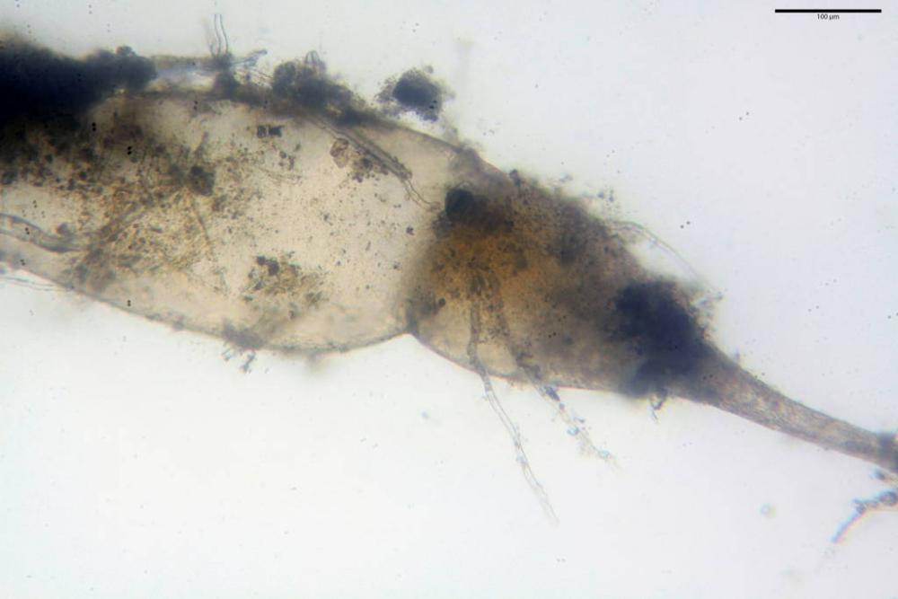 Pilobolus kleinii 9525 17.jpg