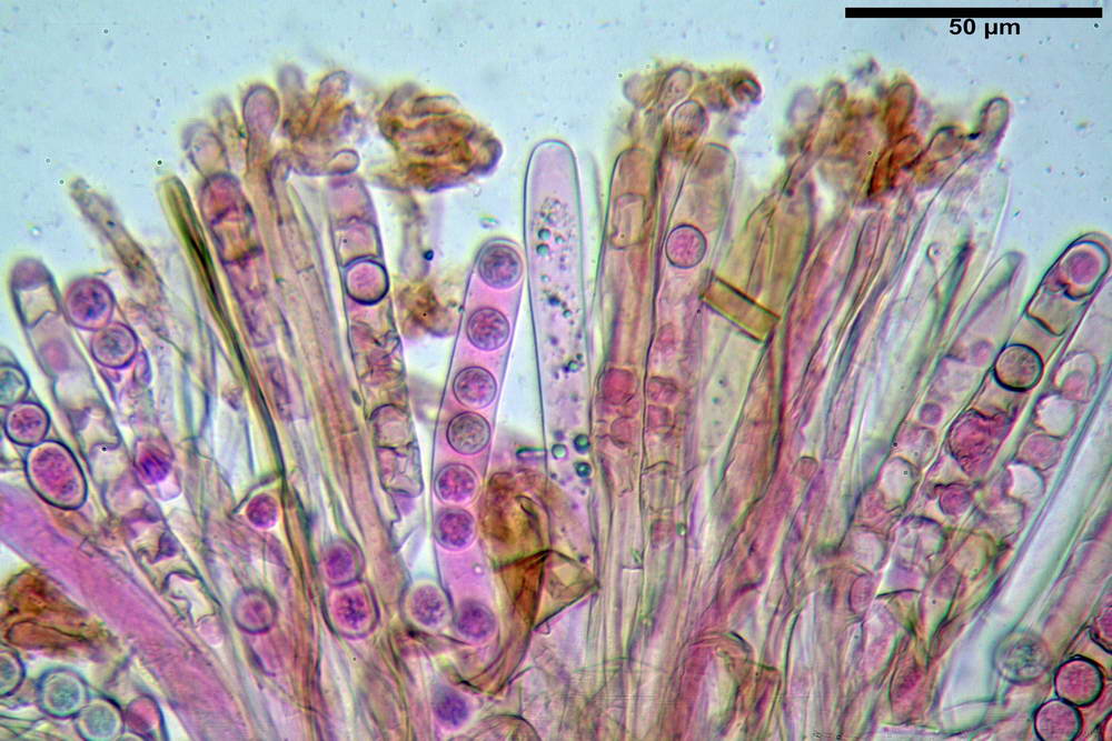 plicaria endocarpoides 5034 37.jpg