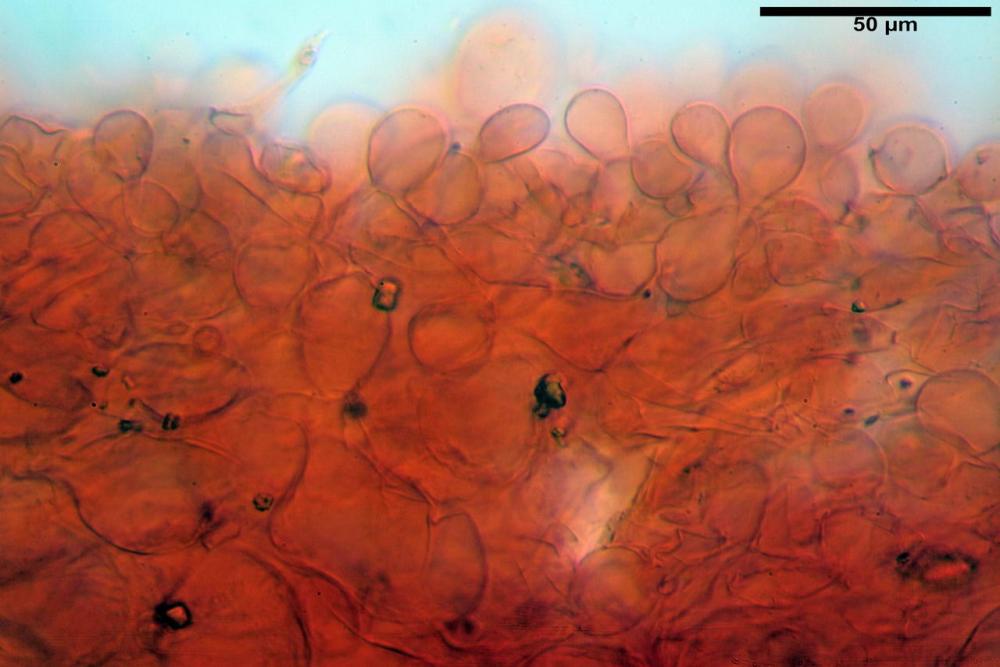 conocybe siliginea pileipellis.jpg