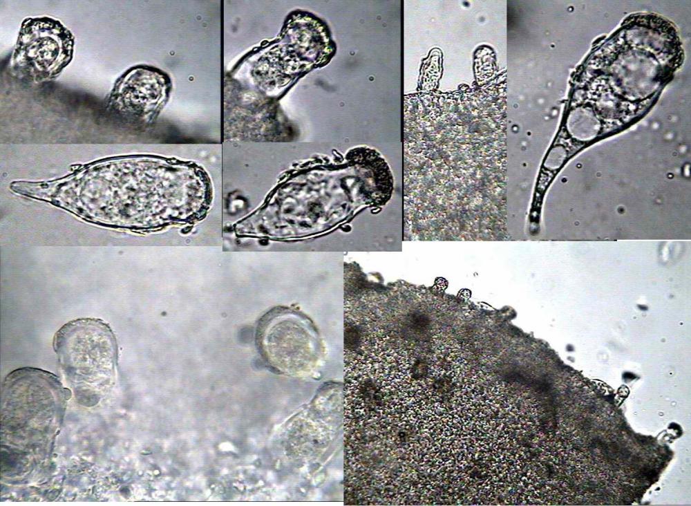 strobilurus stephanocystis 2094 05.jpg