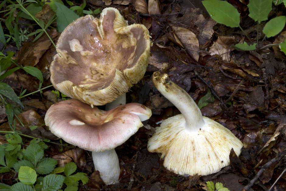 russula vesca 4686 04.jpg