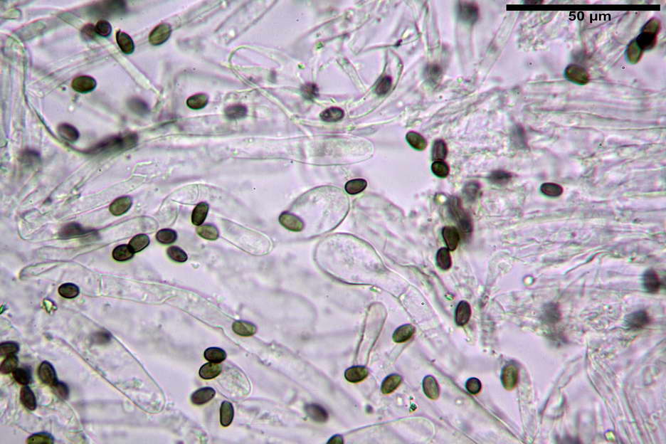 Psathyrella 44.jpg