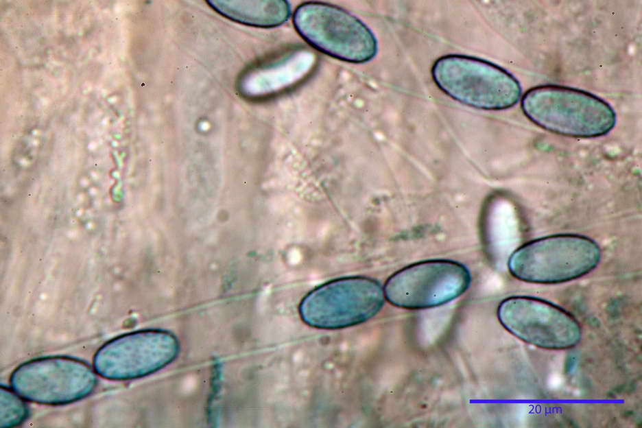 peziza subviolacea 4827 34.jpg