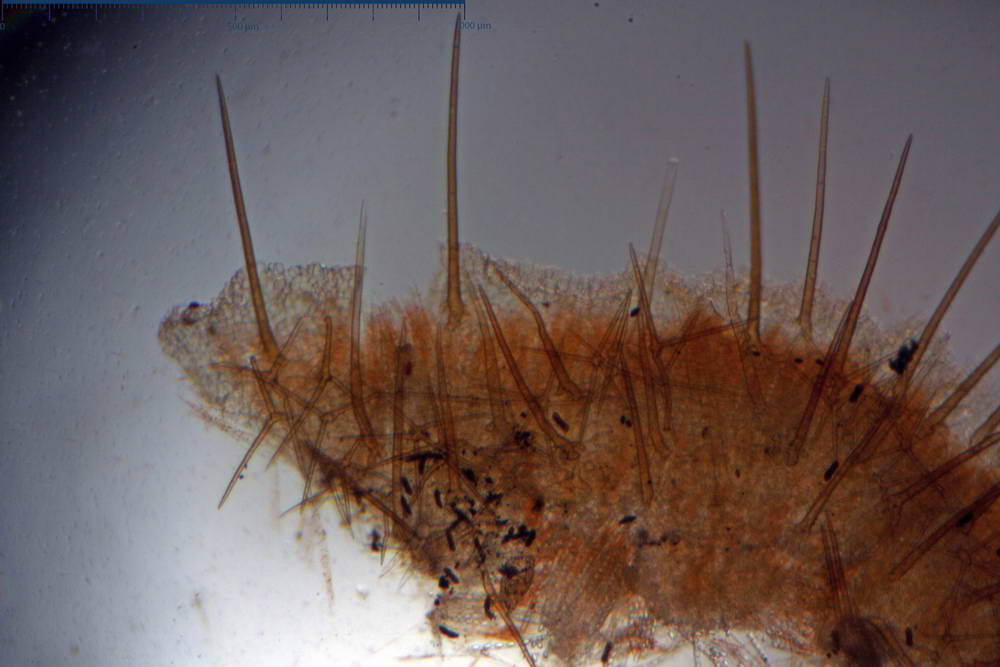 cheilimenia stercorea 4900 11.jpg