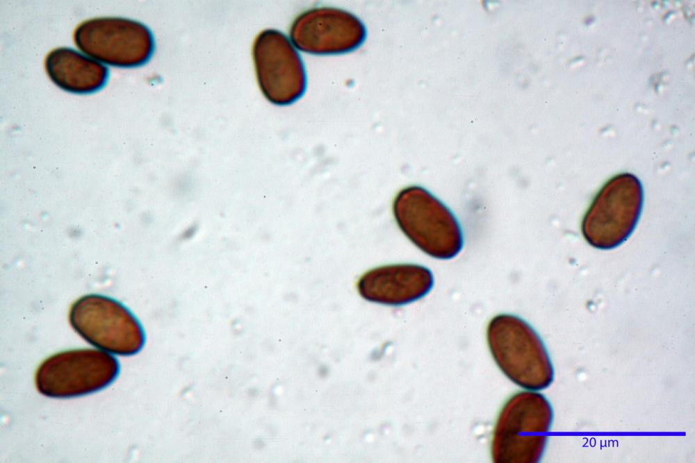 Psathyrella olympiana 48.jpg