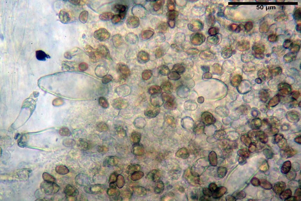 Inocybe phaeoleuca 7440 24.jpg