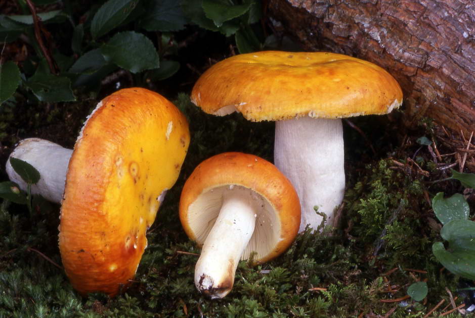 russula aurea 1315 01.jpg