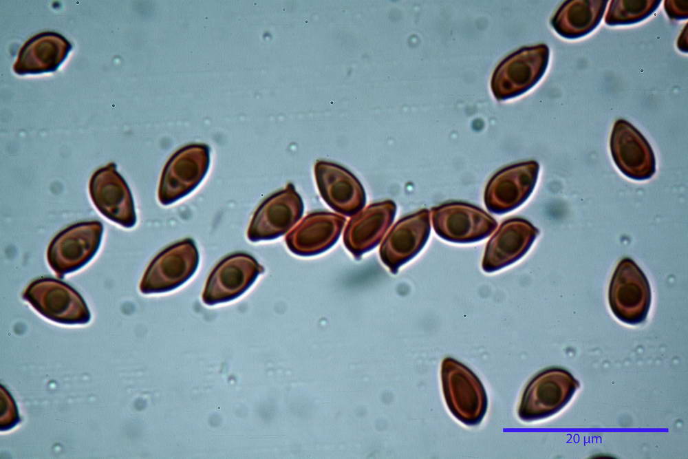 leucoagaricus purpureorimosus 4735 53.jpg