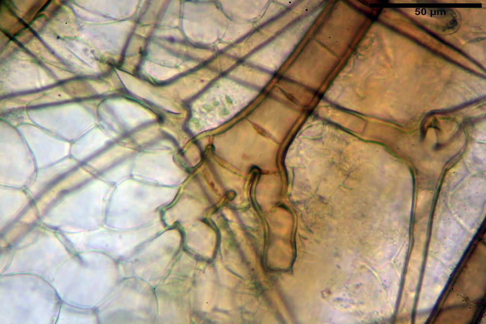 cheilimenia stercorea 4900 33.jpg
