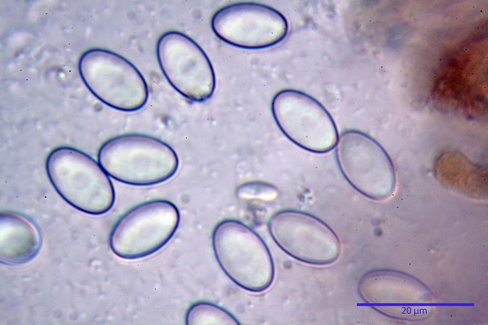 peziza lobulata 5035 45.jpg