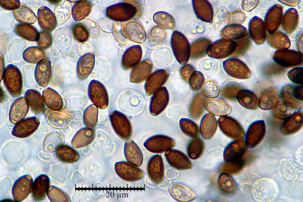 coprinellus disseminatus spore.jpg