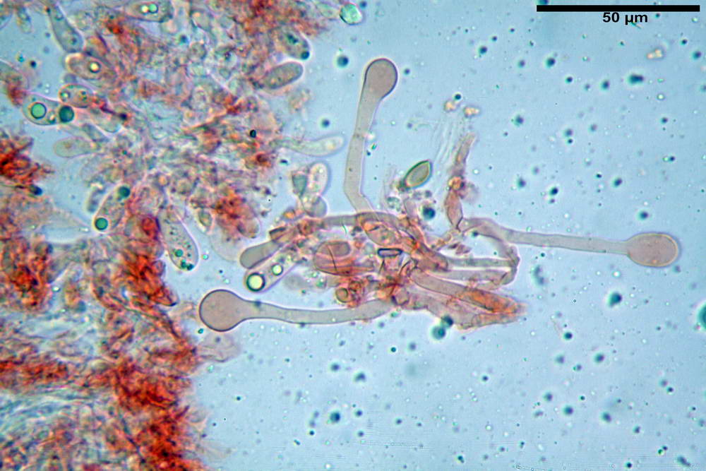 hebeloma velutipes 44.jpg