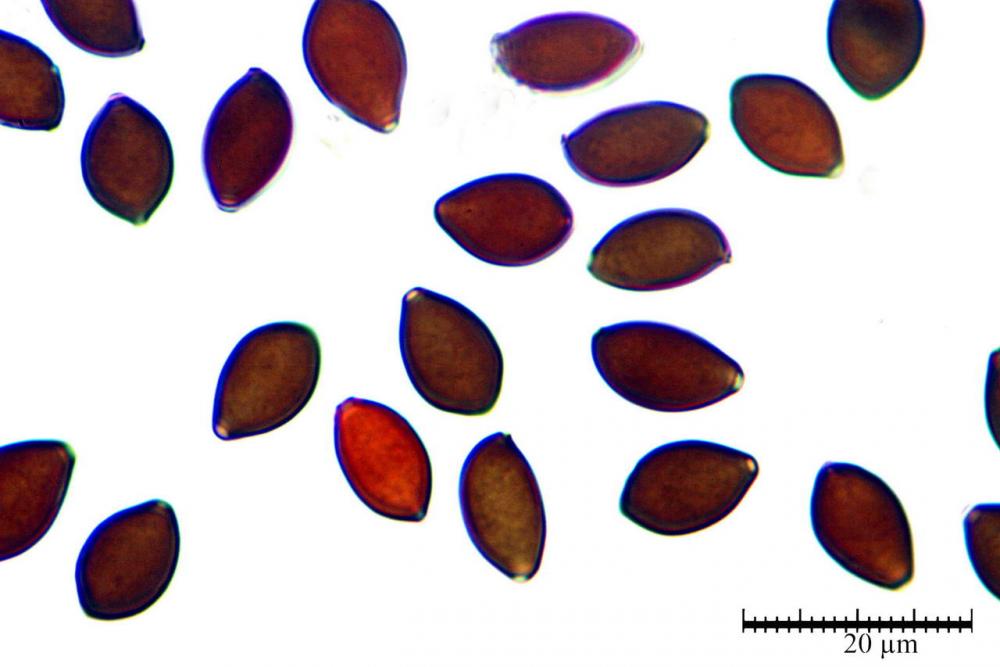 panaeolus cinctulus spore 06.jpg