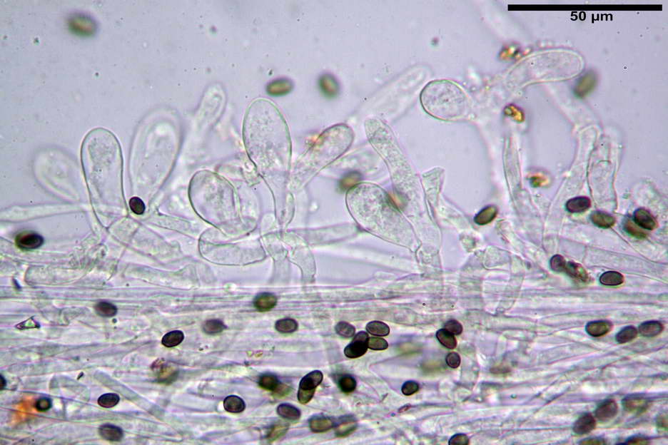 Psathyrella 41.jpg