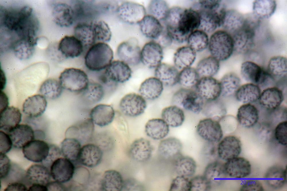 Russula faustiana0028.JPG