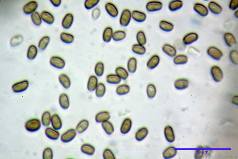 psathyrella hydrophila 35.jpg