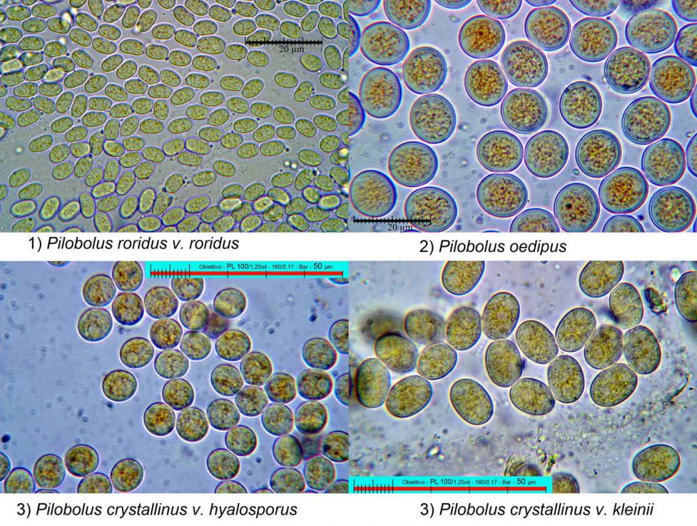 spore comparazione.jpg