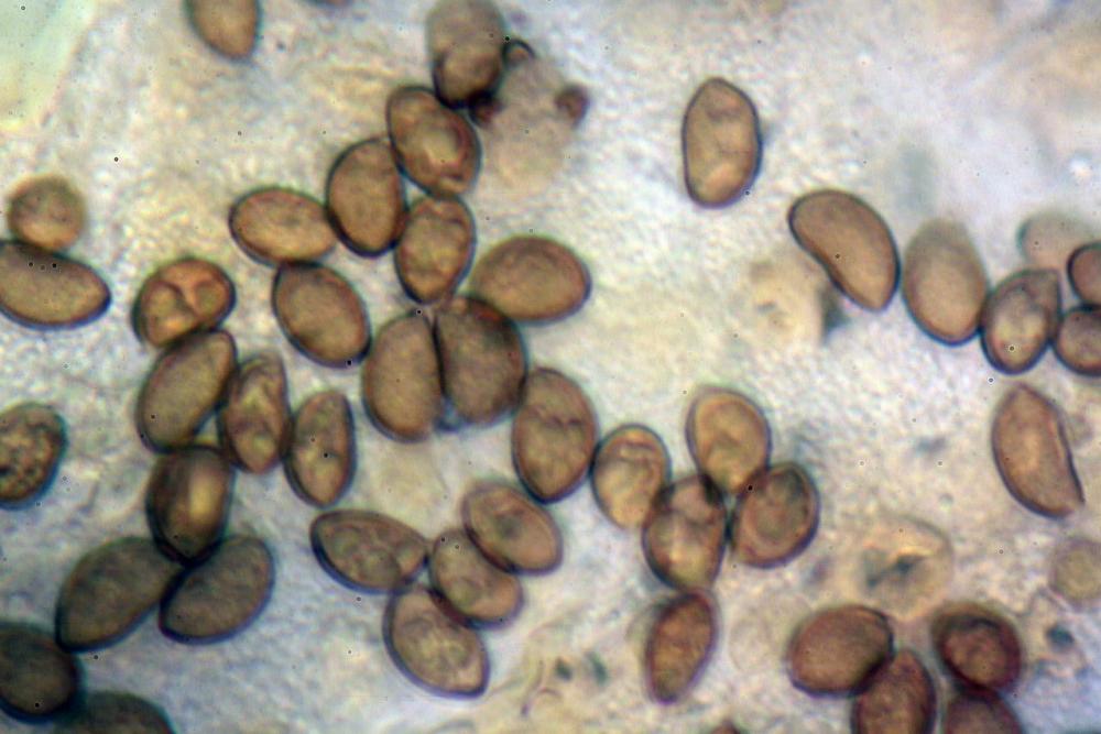 Inocybe phaeoleuca 7440 28.jpg