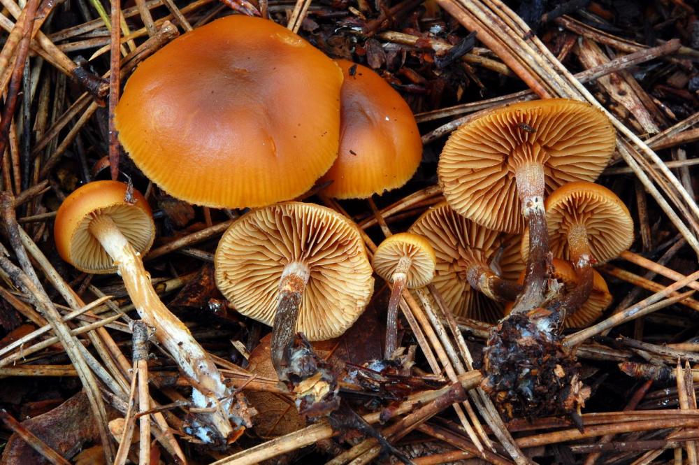 Galerina marginata 6513_2.JPG