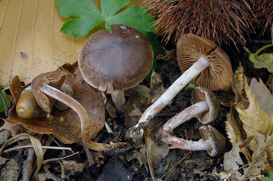 Cortinarius 01.jpg