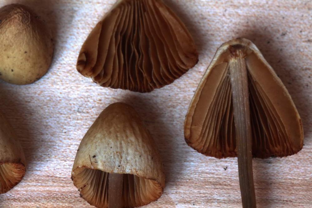 conocybe rickenii 4636 09.jpg