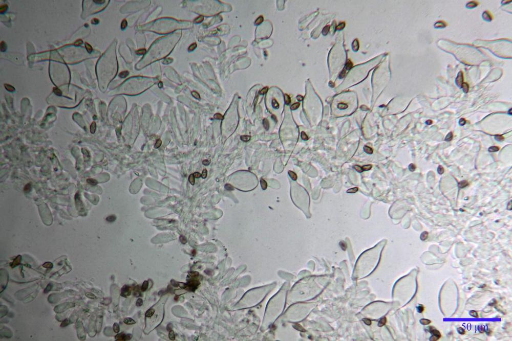 Inocybe phaeodisca var geophylloides 5226 07.jpg