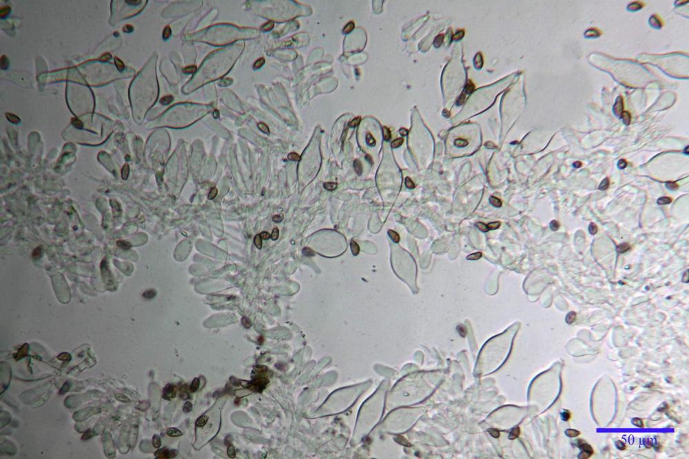 Inocybe phaeodisca var geophylloides 5226 07.jpg