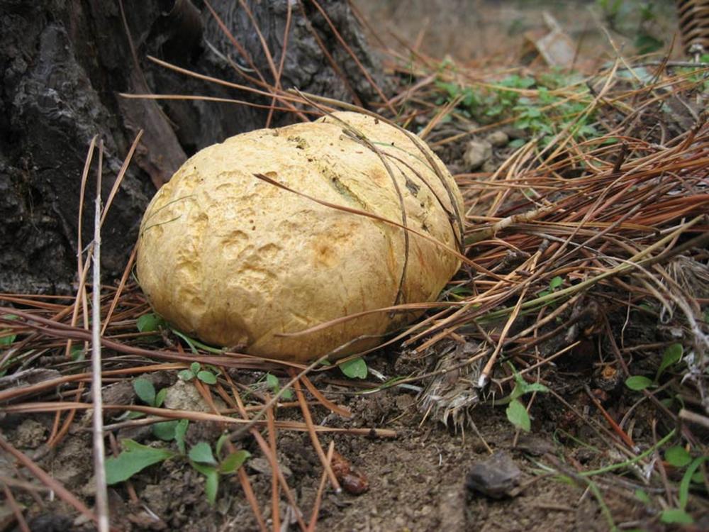 Buchwaldoboletus hemychrisus 4572 01_resize.jpg