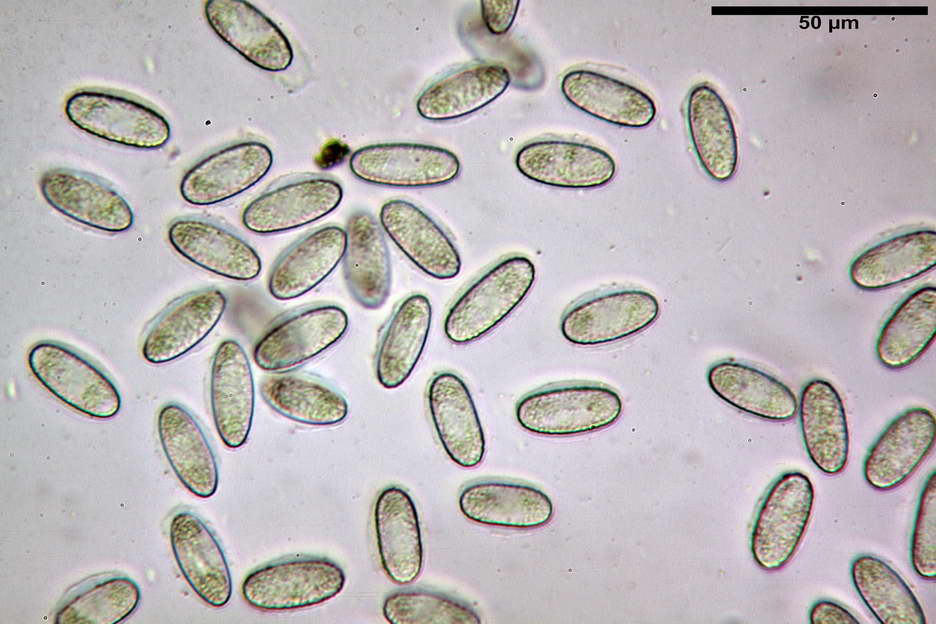 urnula pouchetii 4829 14.jpg