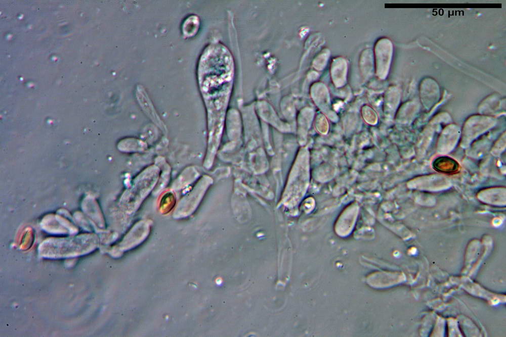 stropharia rugosoannulata fo lutea 5048 50.jpg