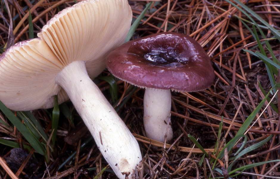 russula caerulea 753 02.jpg