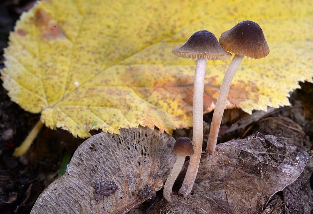 Conocybe nigrescens 01_ridimensiona.jpg