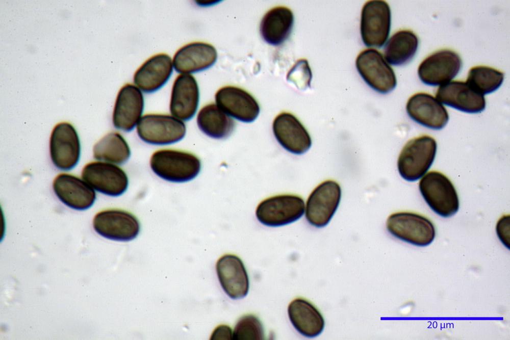 Psathyrella fatua 6261 52.jpg