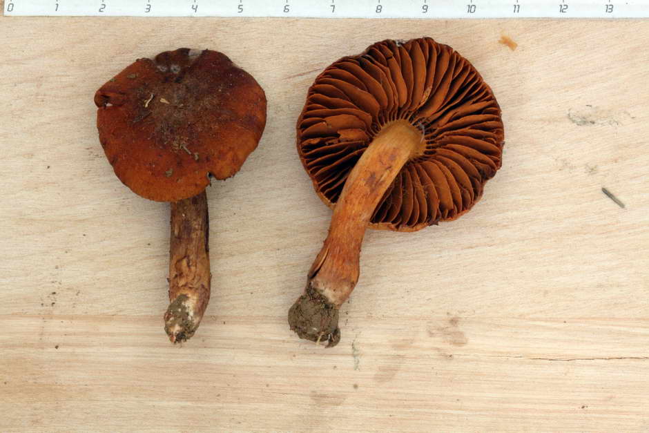 cortinarius orellanus 4761 02.jpg