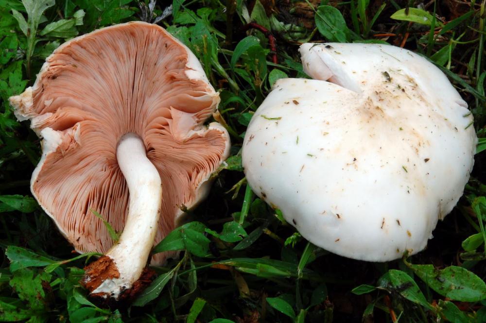 Pluteus petasatus 6578_1.JPG