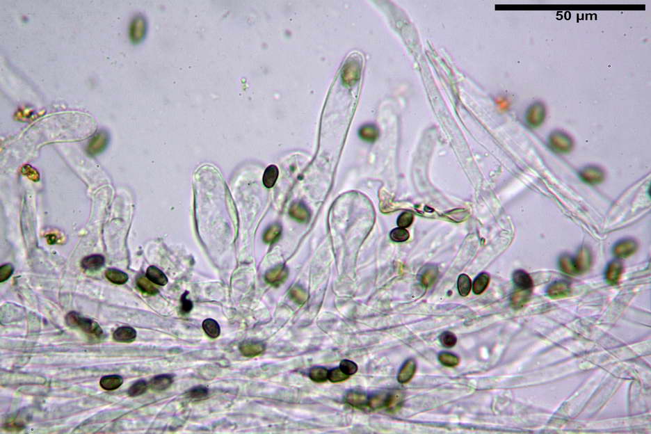 Psathyrella 42.jpg