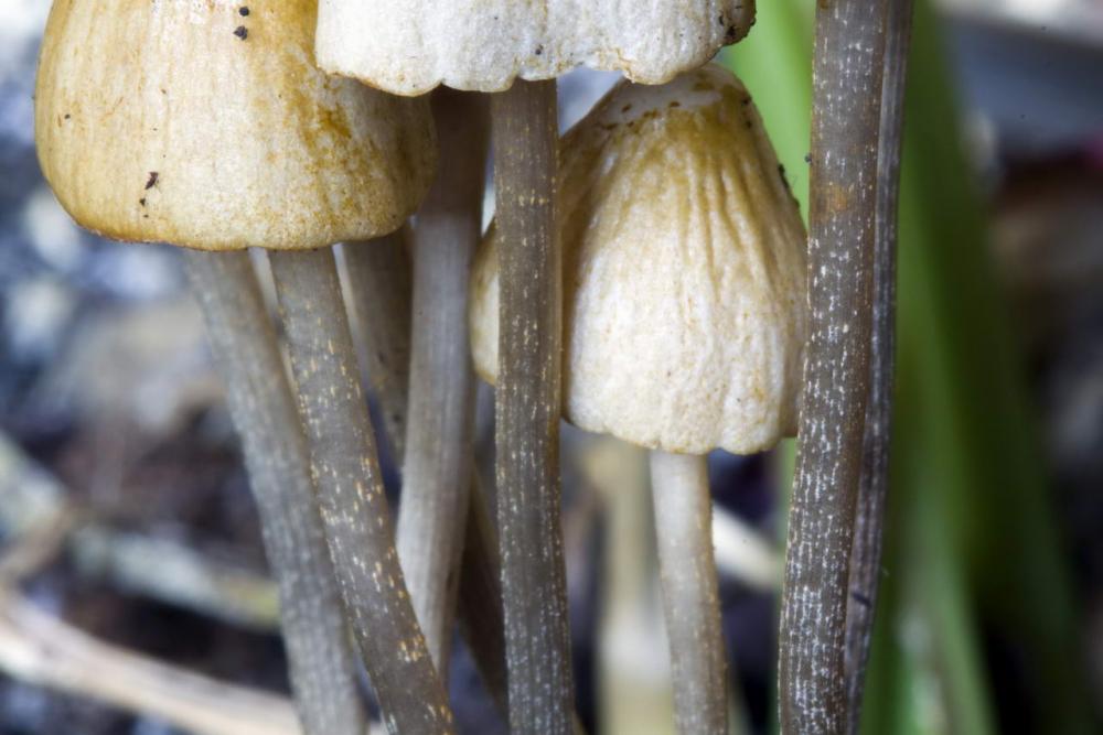 conocybe rickenii 4636 05.jpg