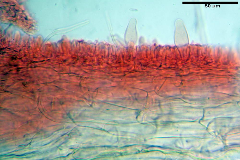 psathyrella hydrophila 33.jpg