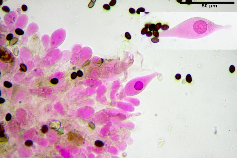 Typhrasa gossypina 5342 10.jpg