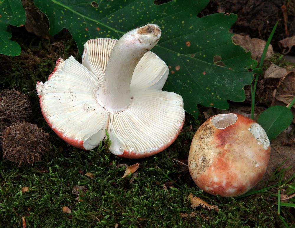 russula velutipes 5356 03.JPG