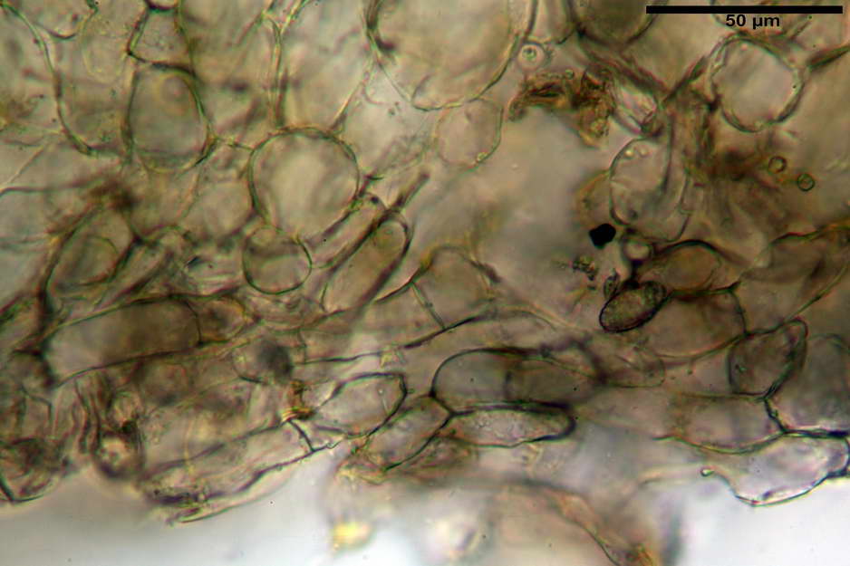 peziza badioides 4670 22.jpg