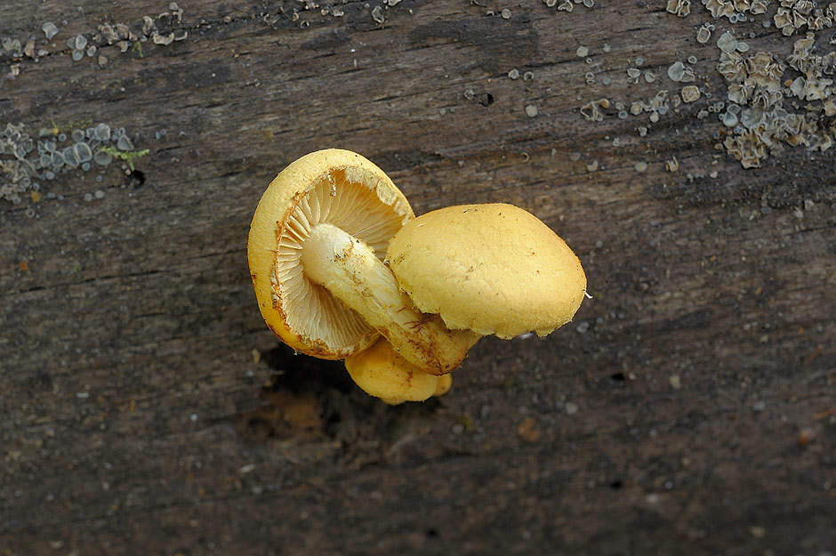 pholiota tuberculosa 4736 02.jpg